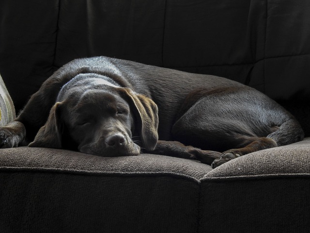 sleep lab