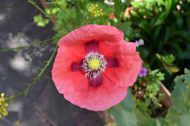 Hình ảnh minh họa ý nghĩa của từ sleeping pill