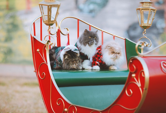 Hình ảnh minh họa ý nghĩa của từ sleigh