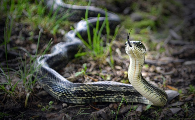 slither