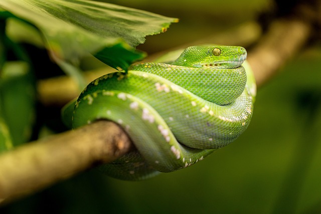 slithering