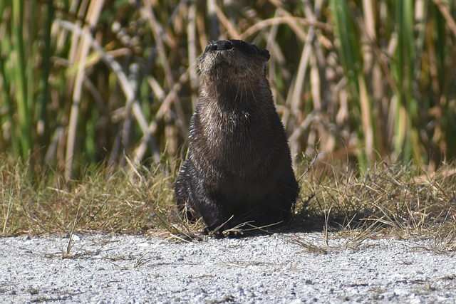 Hình ảnh minh họa ý nghĩa của từ slouching
