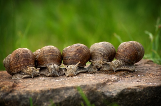 slow movement