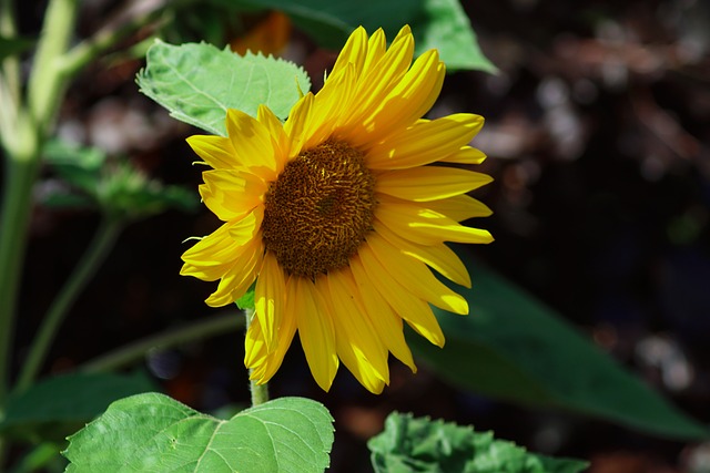 Hình ảnh minh họa ý nghĩa của từ slower