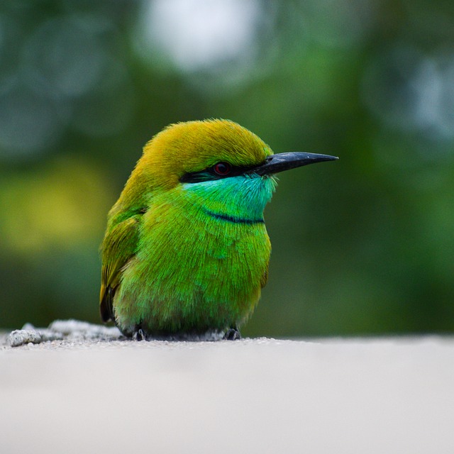small eater