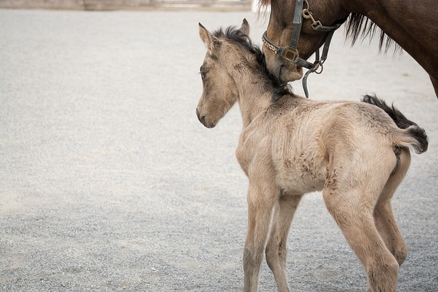 small horse