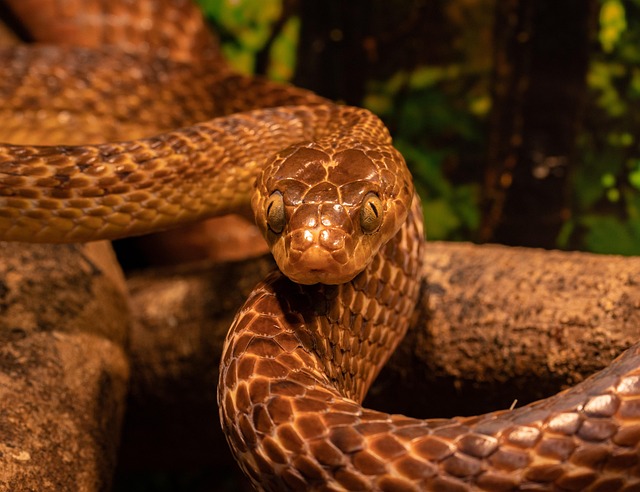 snaking