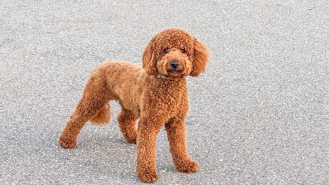 Hình ảnh minh họa ý nghĩa của từ snicker