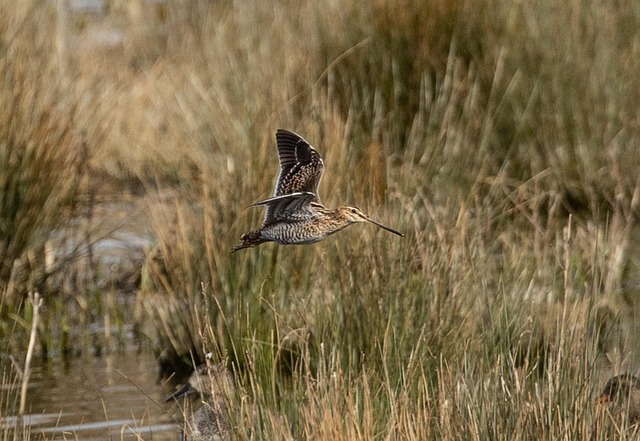 snipe