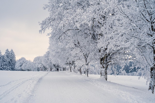 Hình minh họa neve