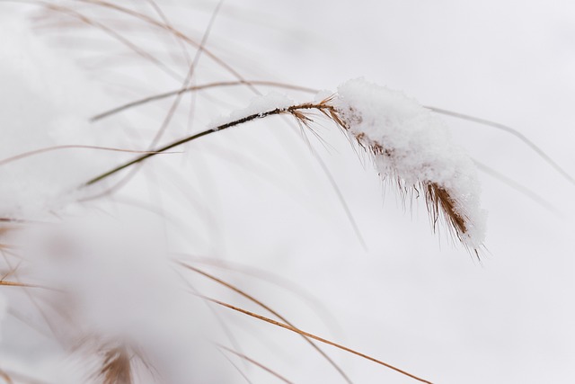 snow grains