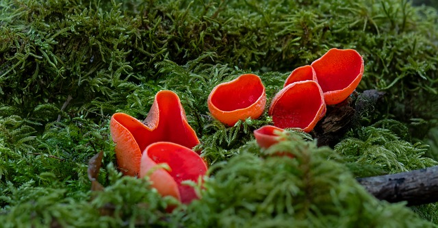 Hình ảnh minh họa ý nghĩa của từ snowmelt