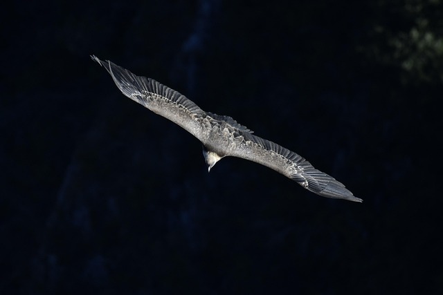 Hình ảnh minh họa ý nghĩa của từ soaring