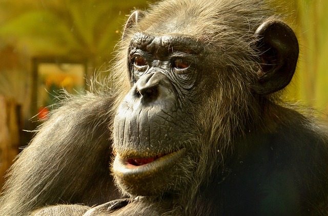 Hình ảnh minh họa ý nghĩa của từ social evolution