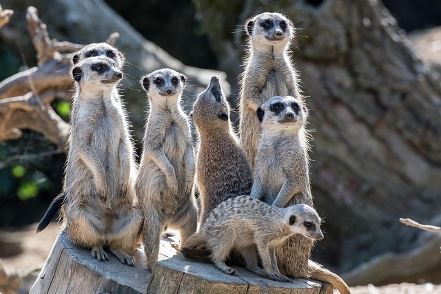 social group