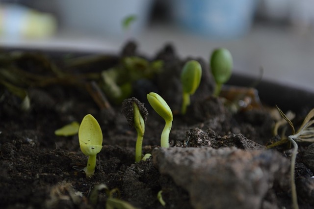 soil moisture