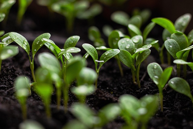 soil wetness