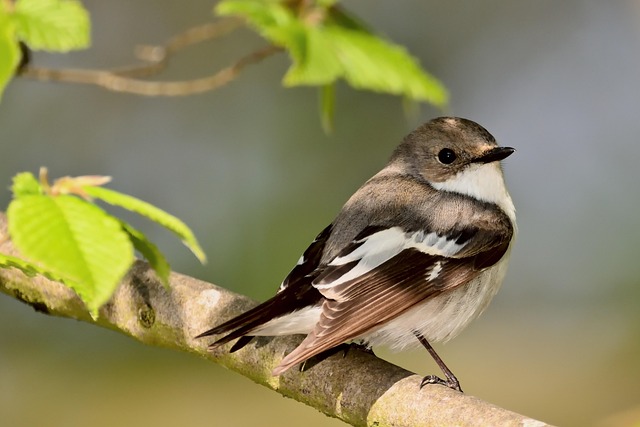 songbird