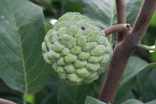 sop