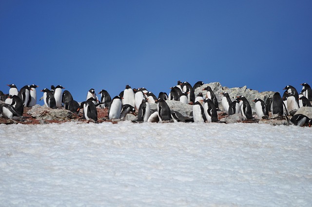 Hình minh họa antartico
