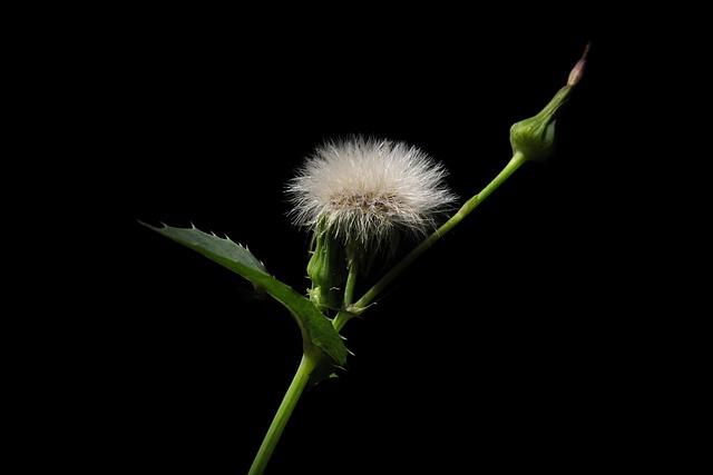 Hình ảnh minh họa ý nghĩa của từ sow