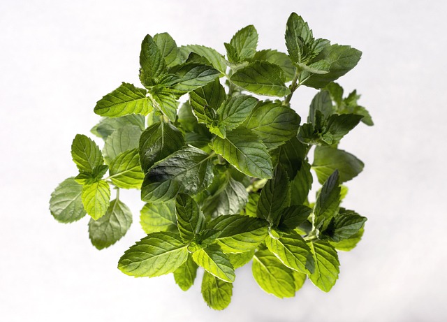 Hình ảnh minh họa ý nghĩa của từ spearmint
