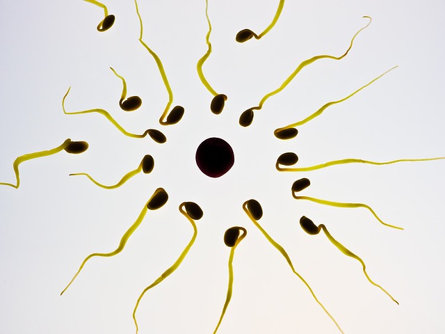 sperm count