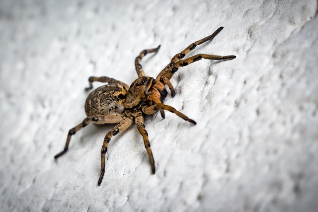 spider phobia