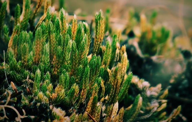 spike moss