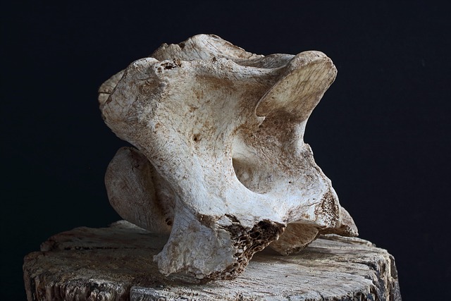 Hình minh họa vertebra