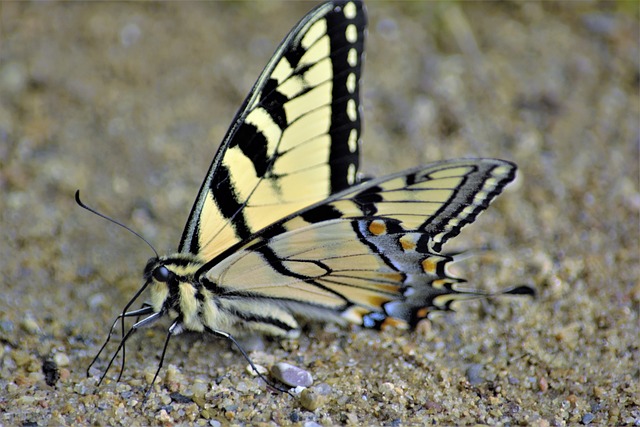 Hình ảnh minh họa ý nghĩa của từ spindly