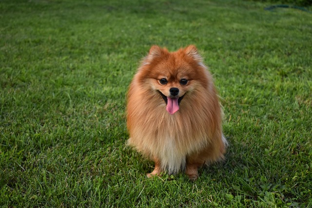 spitz