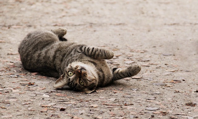 Hình ảnh minh họa ý nghĩa của từ spoiled