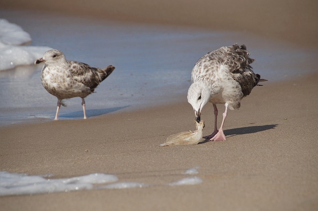Hình ảnh minh họa ý nghĩa của từ spoils