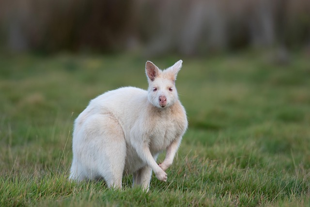 spontaneous mutation