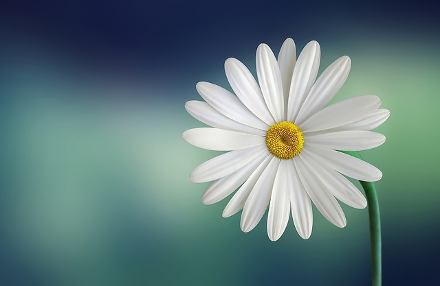 spotless white