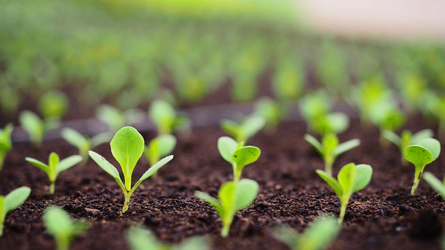 sprouting