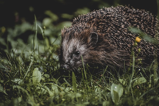 Hình ảnh minh họa ý nghĩa của từ spur-of-the-moment