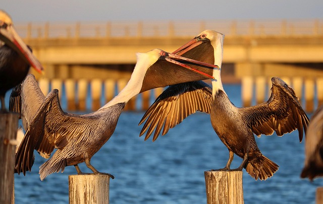 Hình ảnh minh họa ý nghĩa của từ squabble