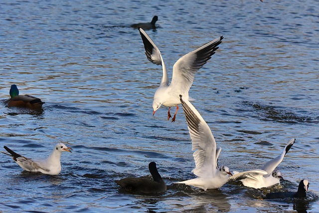 squabbling