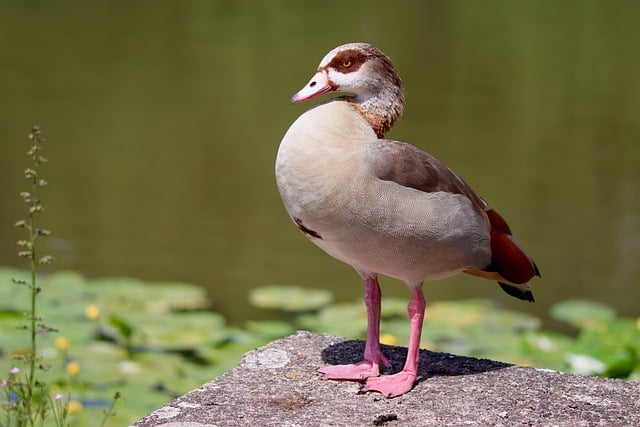 Hình ảnh minh họa ý nghĩa của từ stagnant processes