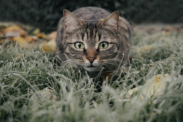 stalking cat