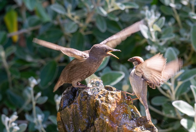 Stand off