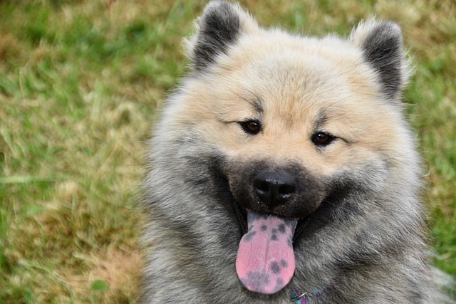 Hình ảnh minh họa ý nghĩa của từ standard language