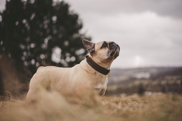 standing collar