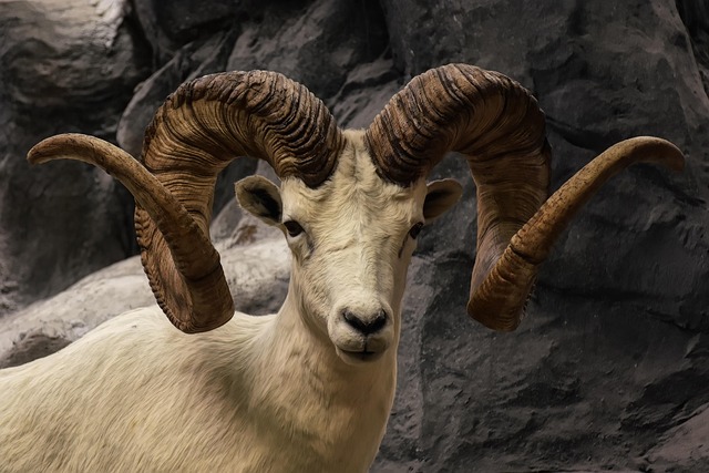 Hình ảnh minh họa ý nghĩa của từ stare decisis