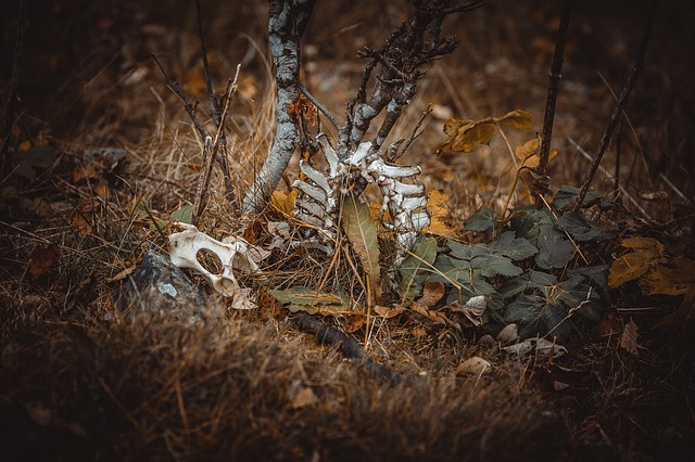 Hình ảnh minh họa ý nghĩa của từ starved