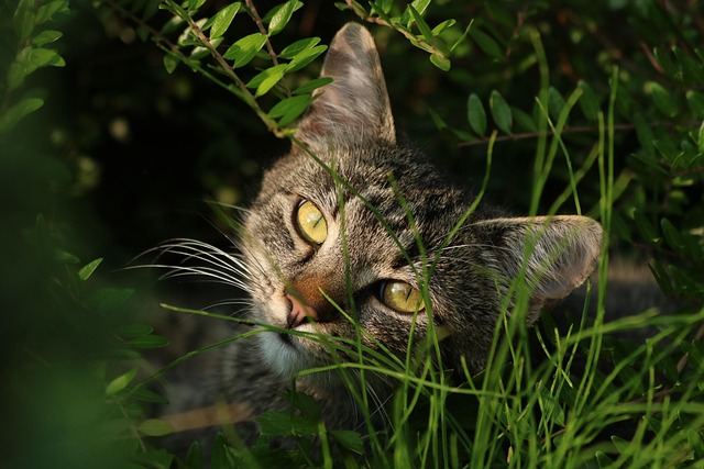 Hình ảnh minh họa ý nghĩa của từ stash