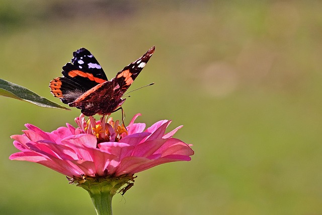 Hình ảnh minh họa ý nghĩa của từ stem cell