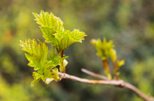 Hình ảnh minh họa ý nghĩa của từ stemming